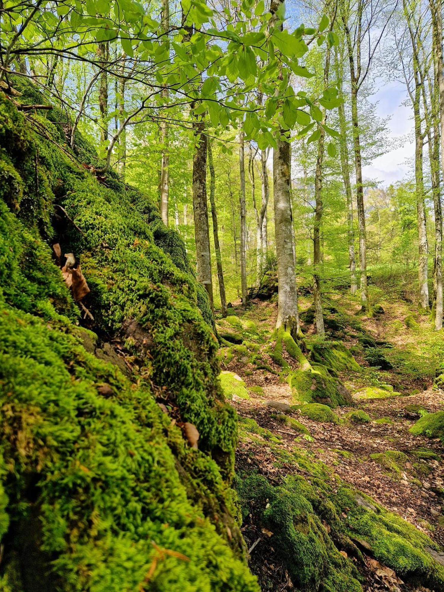 Diese Einfache Unterkunft- Bergheimat Ist Nur Fuer Backpacker- Rucksacktouristen Und Radfahrer - Huettenfeeling Im Backpackerhoues- Ganz Einfach - Ganz Unkompliziert - Ganz Relaxd Villa Linthal Exterior photo
